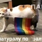 Мем с котом Натуралу по ебалу стал поводом для штрафа 500 тысяч рублей за ЛГБТ-пропаганду