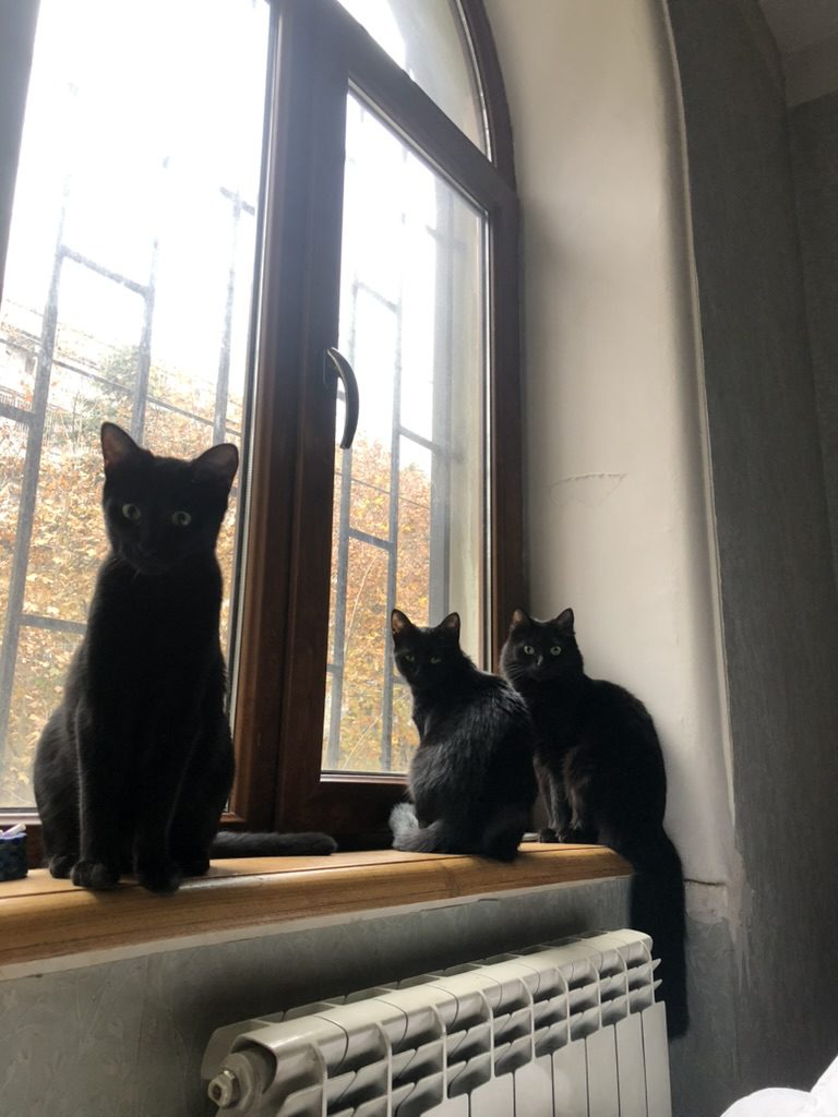 Истории ЛГБТ питомцы