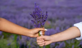 Мужская и женская рука вместе держат букет лаванды