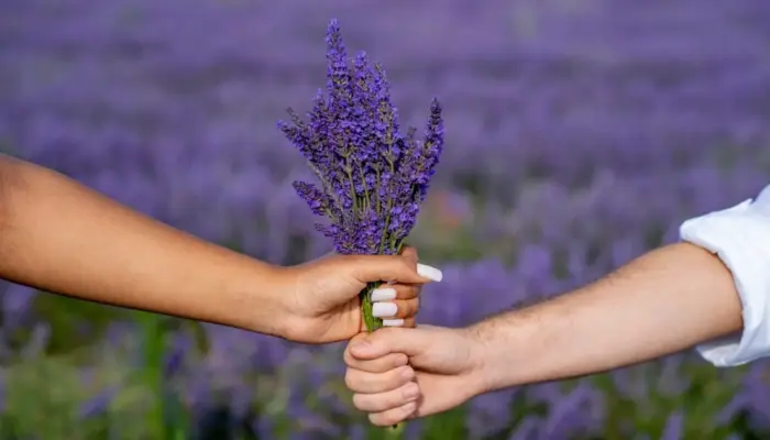 Мужская и женская рука вместе держат букет лаванды