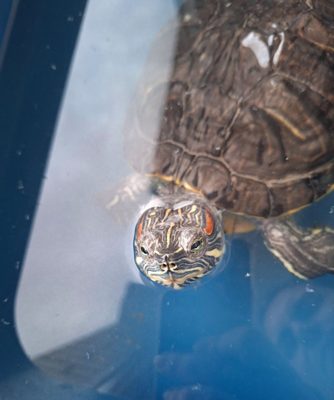 Истории ЛГБТ питомцы