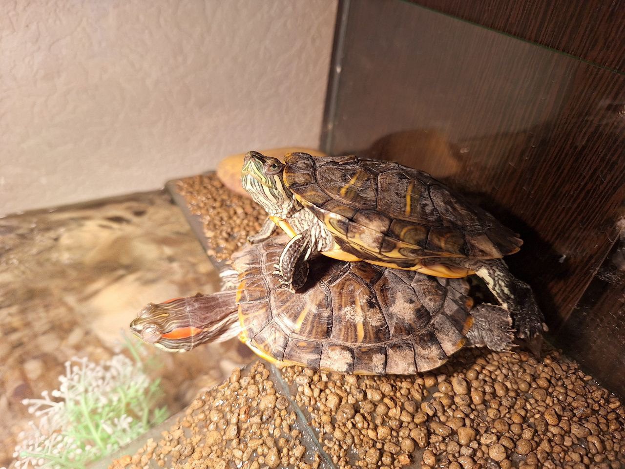 Истории ЛГБТ питомцы