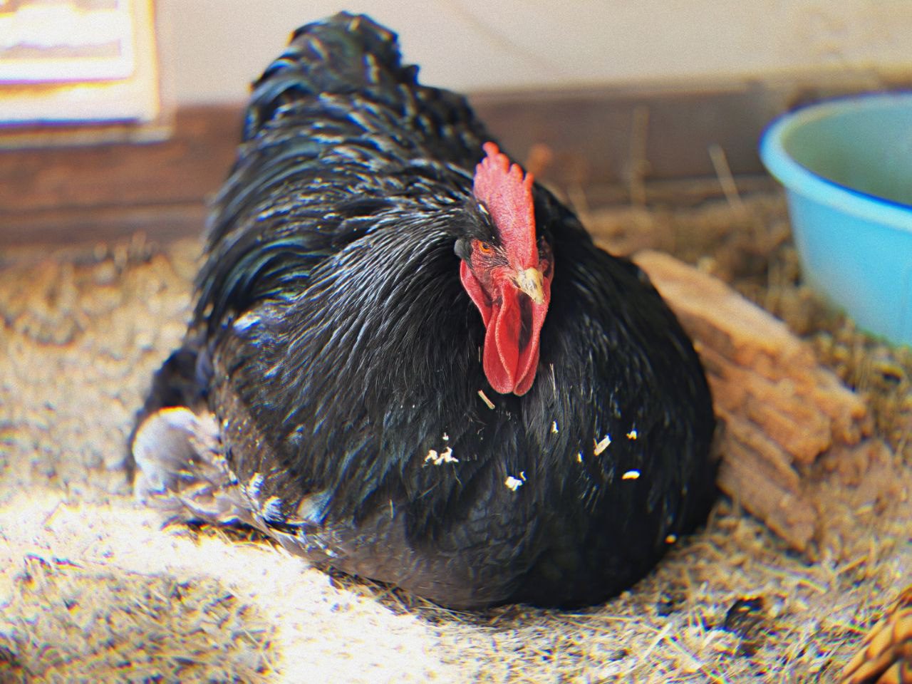 Истории ЛГБТ питомцы