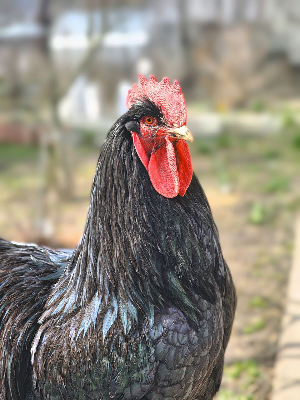 Истории ЛГБТ питомцы