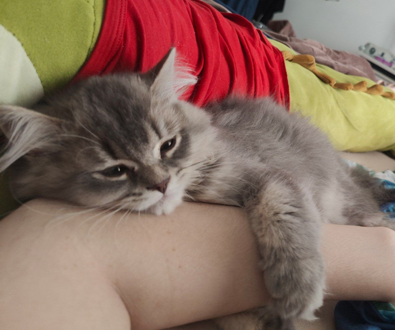 Истории ЛГБТ питомцы