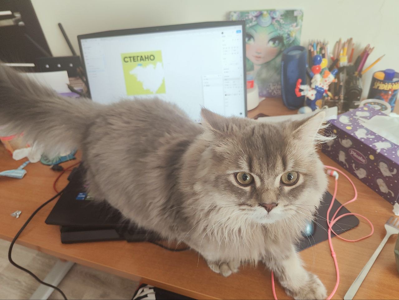 Истории ЛГБТ питомцы