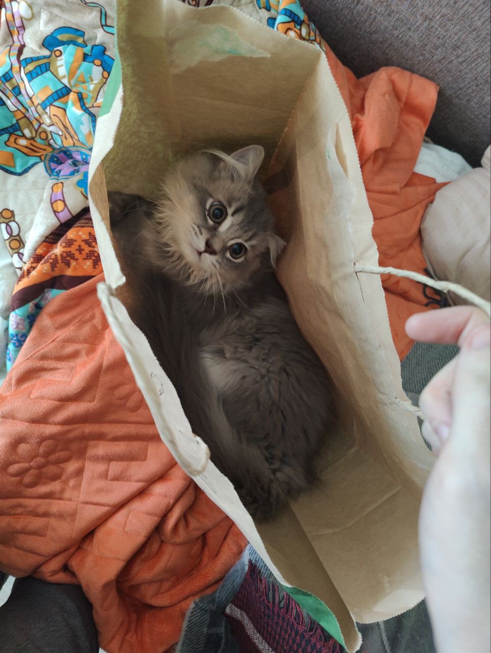 Истории ЛГБТ питомцы