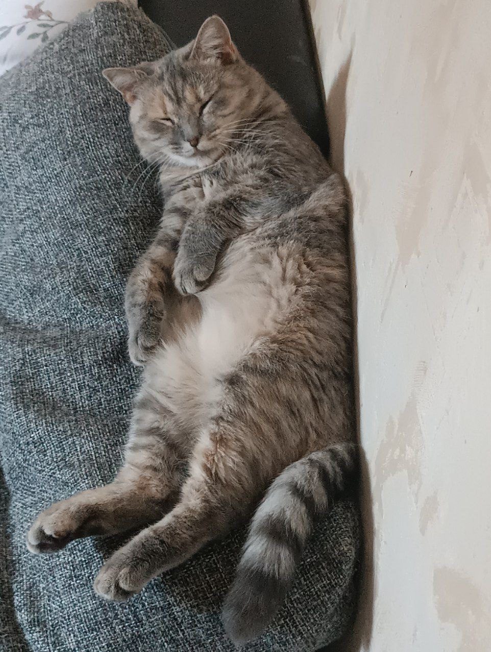 Истории ЛГБТ питомцы