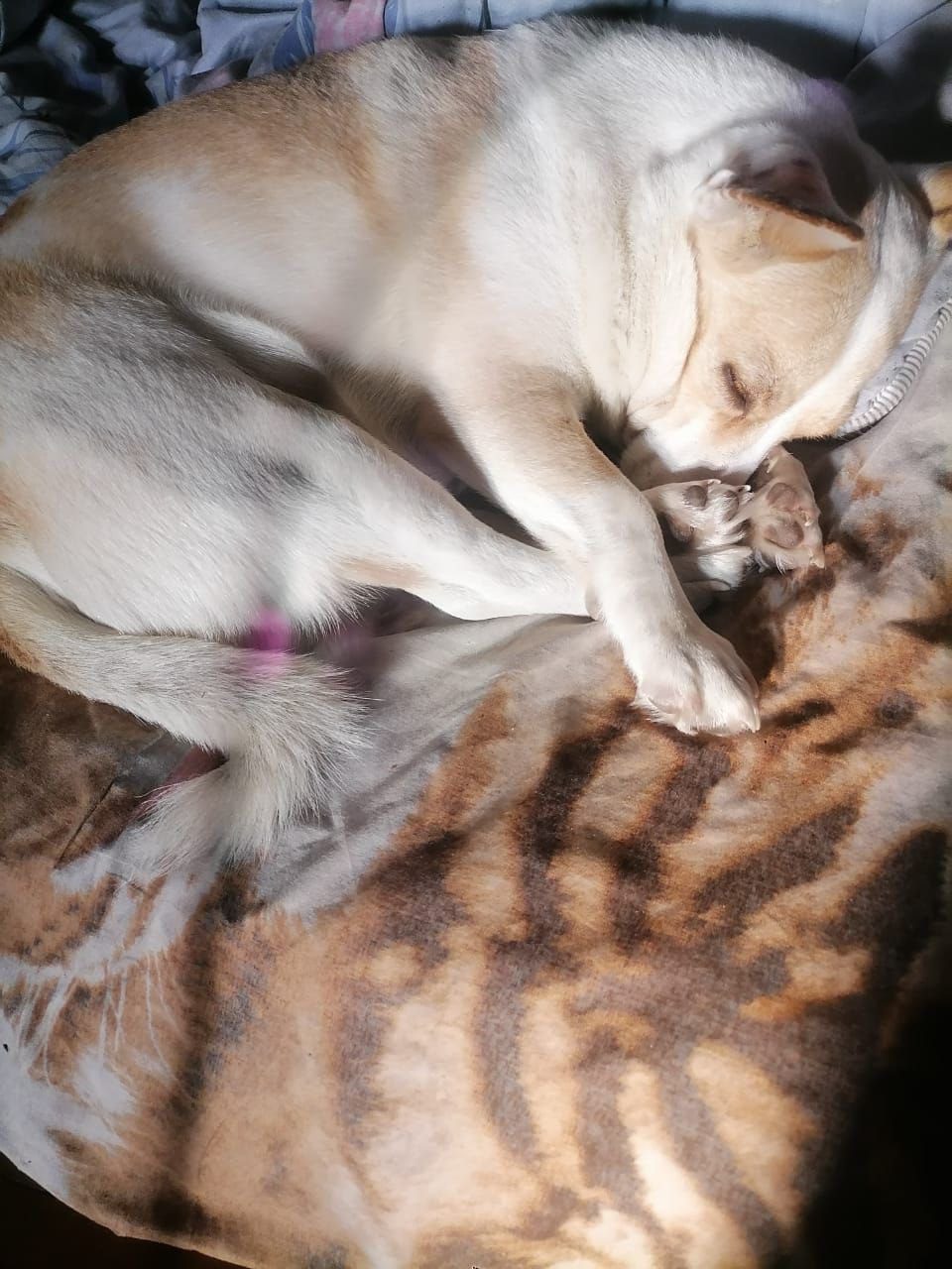 Истории ЛГБТ питомцы