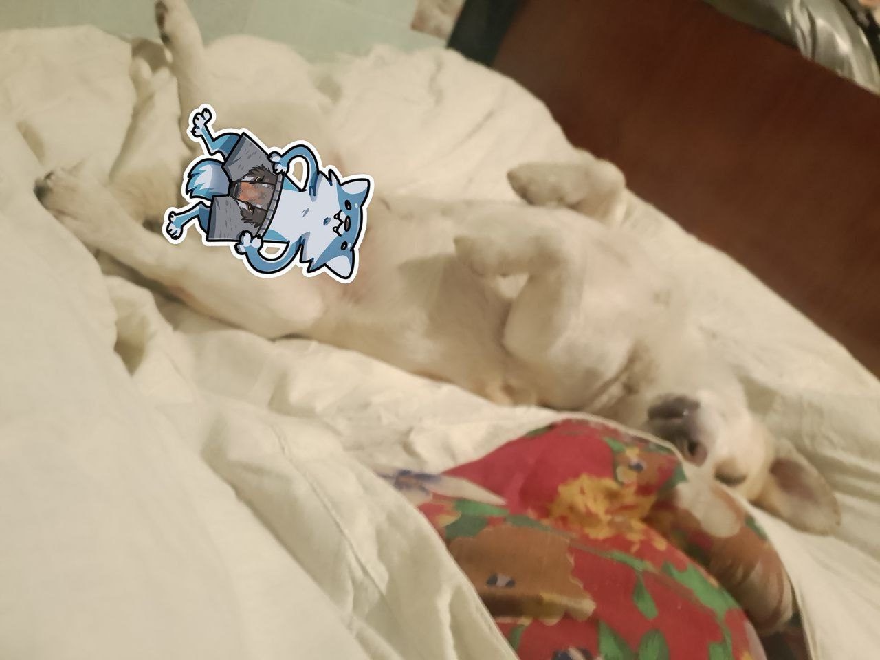 Истории ЛГБТ питомцы