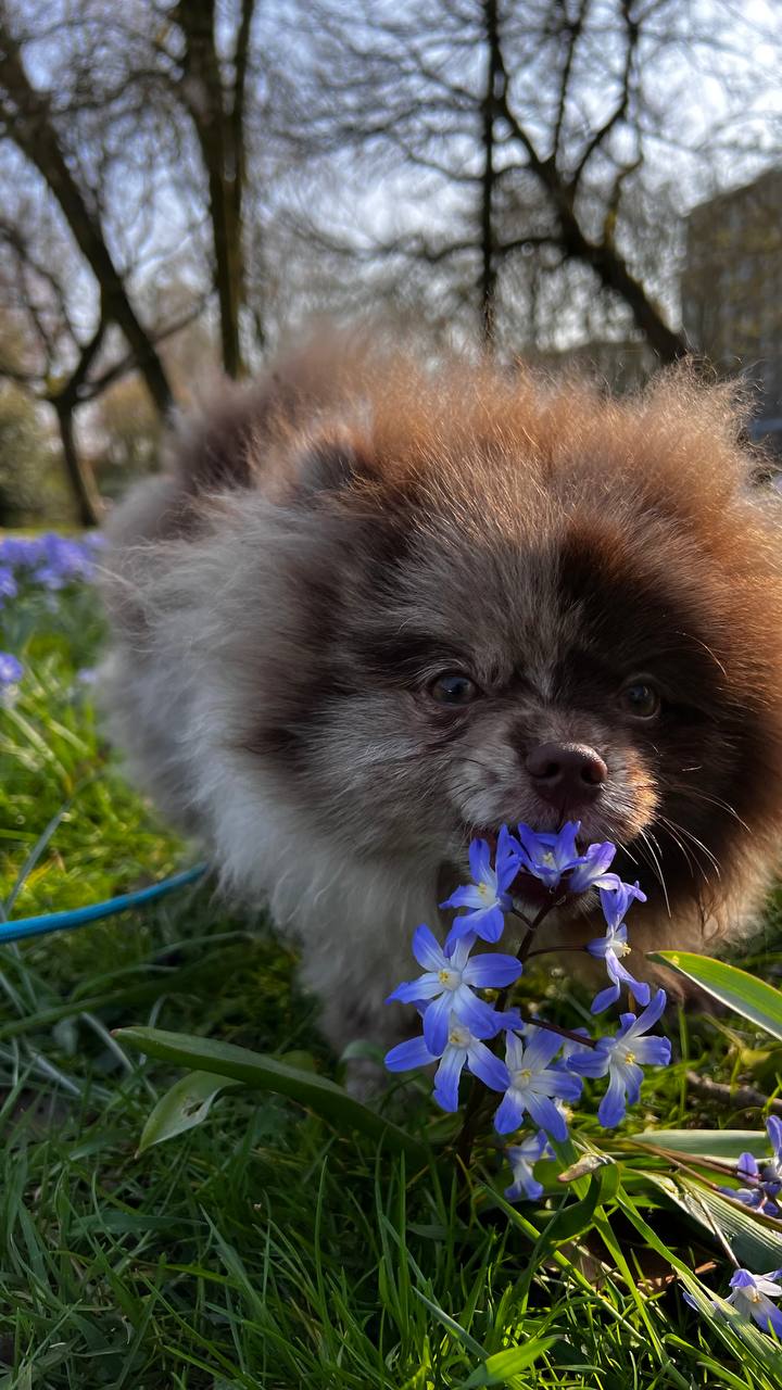 Истории ЛГБТ питомцы