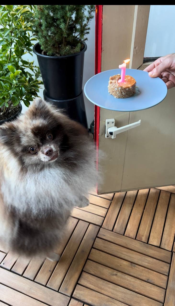 Истории ЛГБТ питомцы