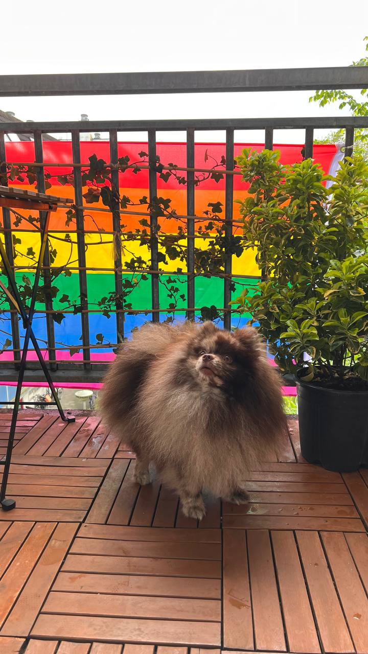 Истории ЛГБТ питомцы