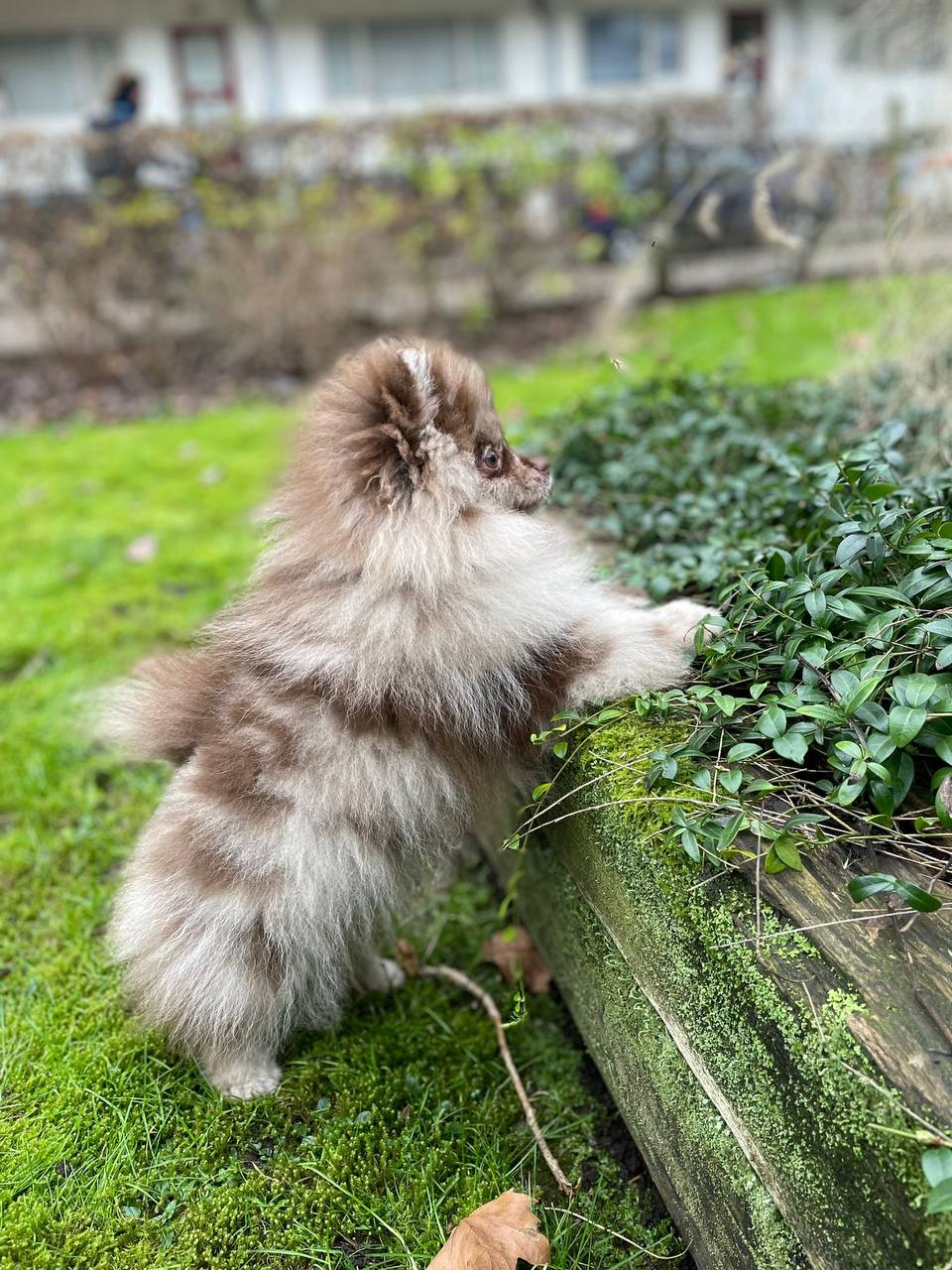 Истории ЛГБТ питомцы