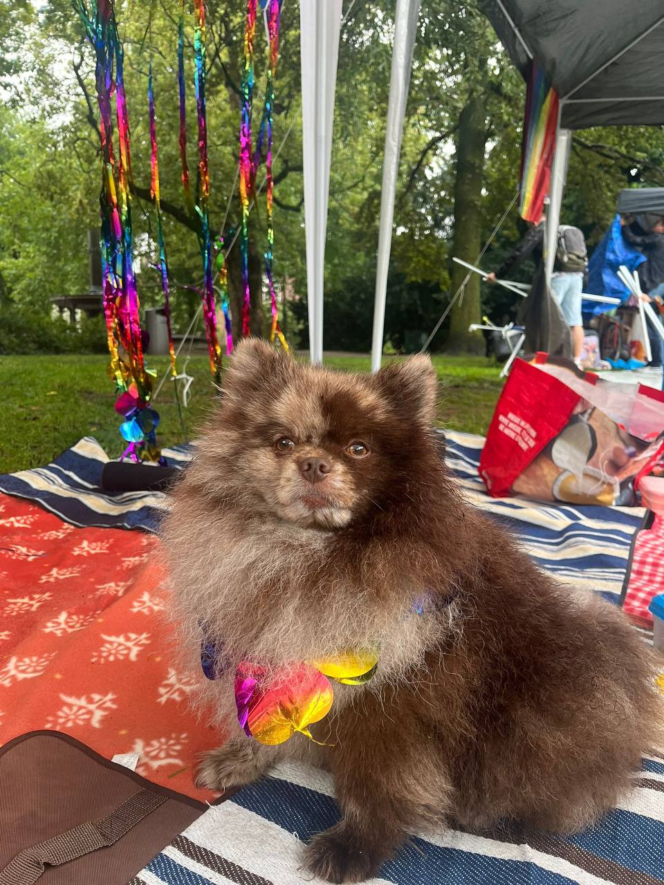 Истории ЛГБТ питомцы