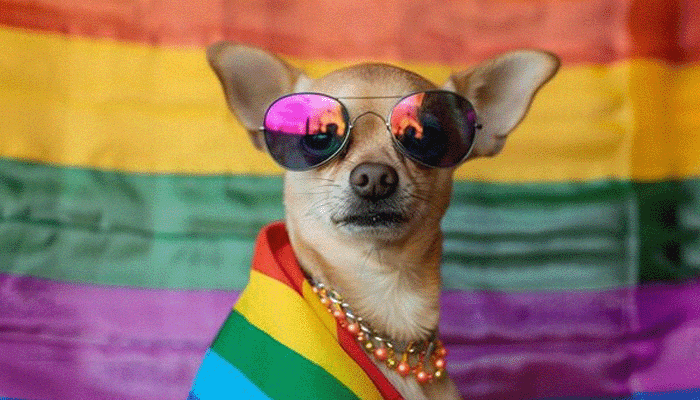 Истории ЛГБТ питомцы