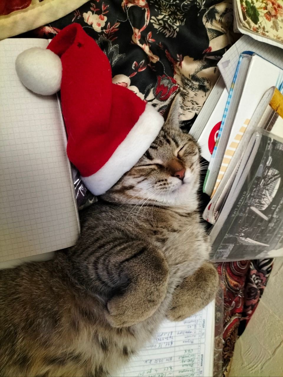 Истории ЛГБТ питомцы