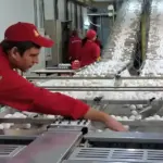 Птицефабрика Синявская в Ленобласти